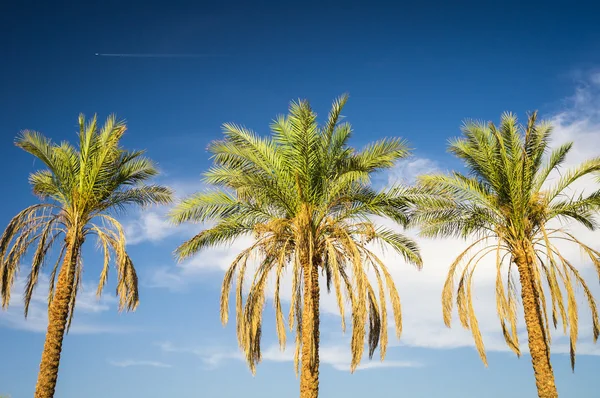 Drei Palmen — Stockfoto