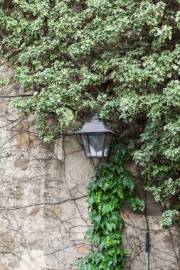 Ivy fener