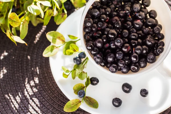 Yaban mersini Kupası