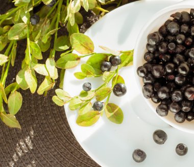 Yaban mersini Kupası