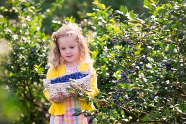 Little girl picking blueberry