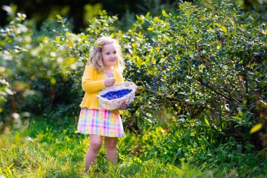 Little girl picking blueberry in the garden