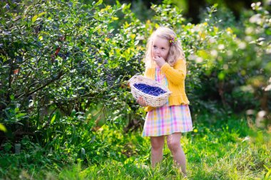 Little girl picking blueberry