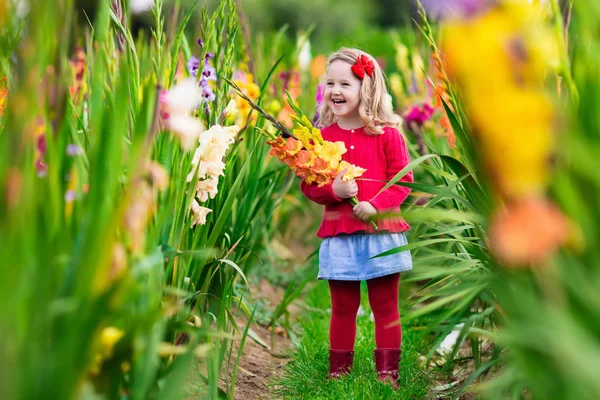 Child picking fresh gladiolus flowers — Stock Photo, Image