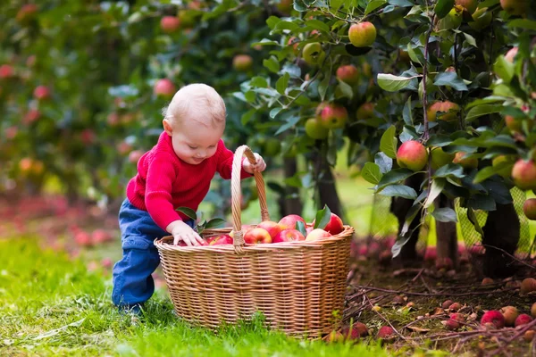 Schattige babyjongen plukken verse appels uit boom — Stockfoto