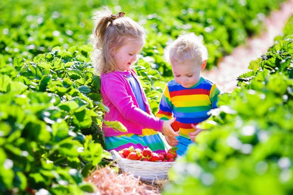 Niños recogiendo fresa fresca en una granja —  Fotos de Stock