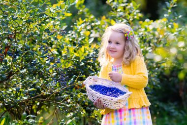 Little girl picking blueberry in the garden
