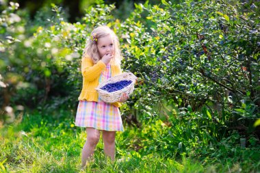 Little girl picking blueberry