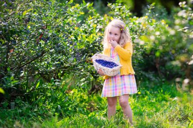 Little girl picking blueberry