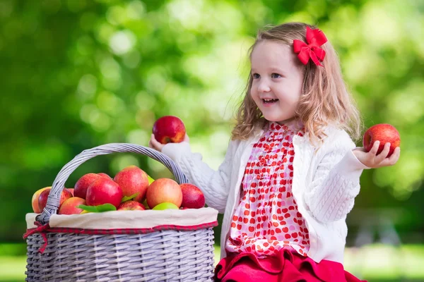 Niña recogiendo manzanas en huerto de frutas —  Fotos de Stock