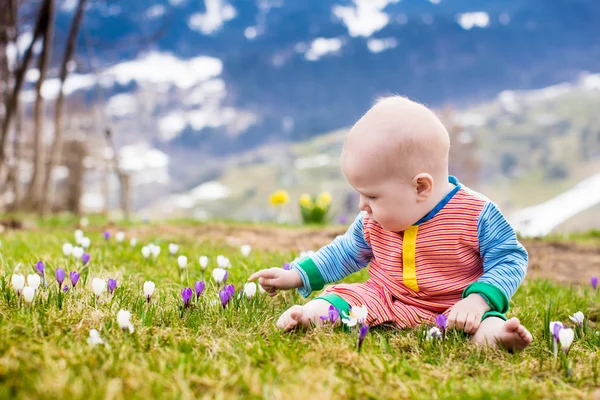 Petit bébé jouant avec des fleurs de crocus dans les Alpes — Photo