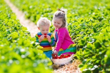 çocuklar bir çiftlikte taze çilek toplama
