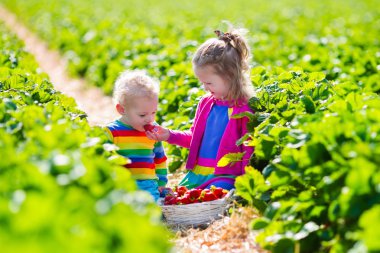 çocuklar bir çiftlikte taze çilek toplama