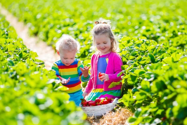 Kinder pflücken frische Erdbeeren auf einem Bauernhof — Stockfoto