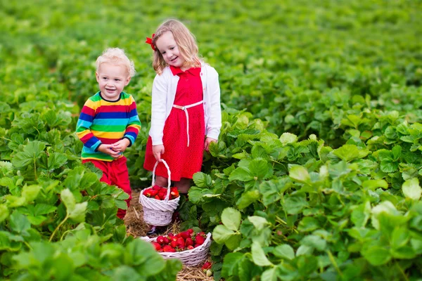 Enfants cueillant des fraises dans un champ de ferme — Photo