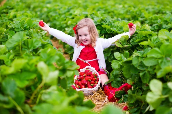 Девочка собирает клубнику на фермерском поле — стоковое фото