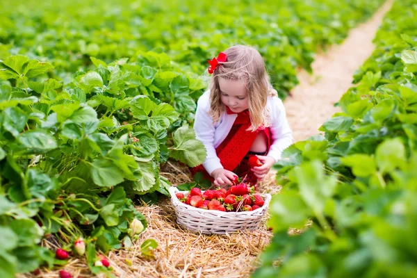 Niña recogiendo fresa en un campo de granja —  Fotos de Stock