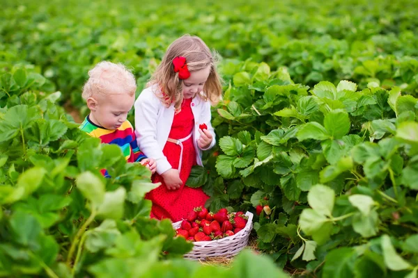 Crianças pegando morango em um campo de fazenda — Fotografia de Stock