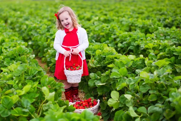 Menina colhendo morango em um campo de fazenda — Fotografia de Stock