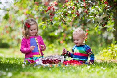 Çocuklar bir meyve çiftlikte kiraz toplama