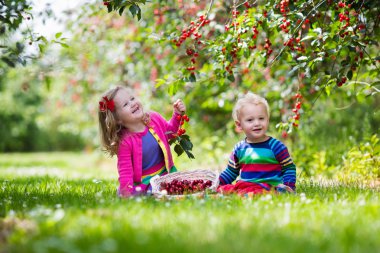 Çocuklar bir meyve çiftlikte kiraz toplama