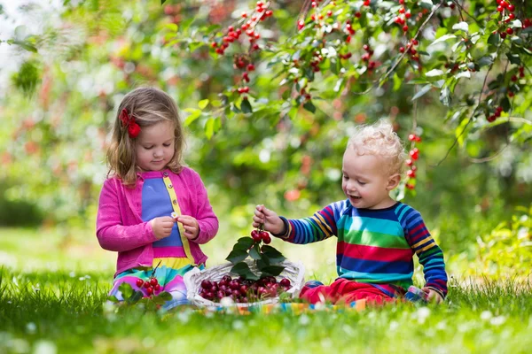 Barnen plocka körsbär på en fruktodlingsgård — Stockfoto