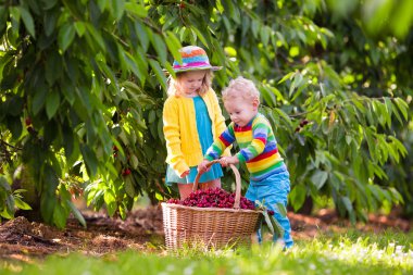 Ağaçtan kiraz toplayan çocuklar