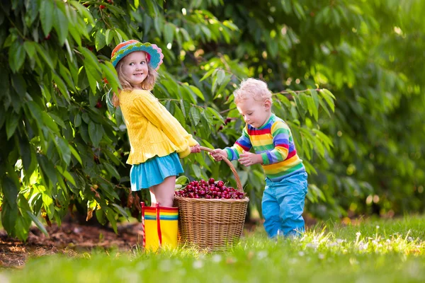 Kinderen plukken kersen uit boom — Stockfoto