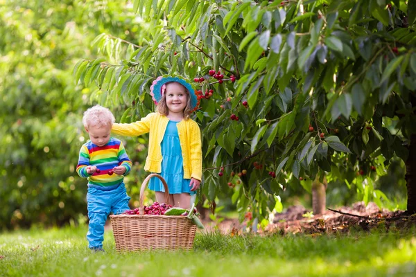Kinder pflücken Kirschen vom Baum — Stockfoto