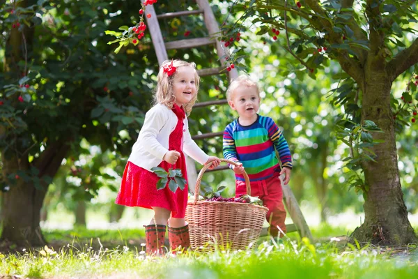 Bambini che raccolgono ciliegie in una fattoria di frutta — Foto Stock