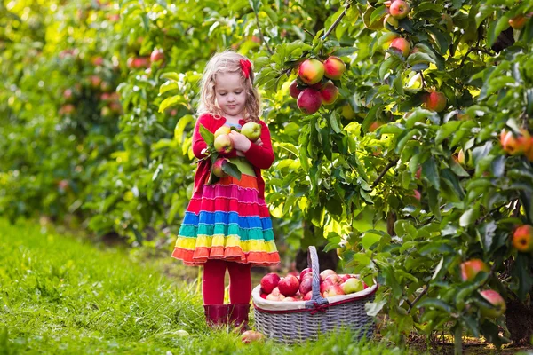 Liten flicka plocka äpplen från träd i en fruktträdgård — Stockfoto