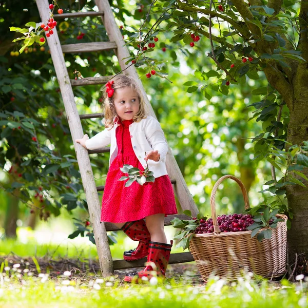 Menina colhendo cereja — Fotografia de Stock