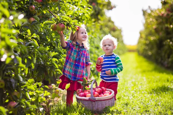 Kinderen plukken appels in groente tuin — Stockfoto