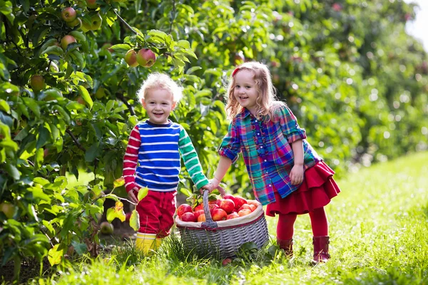Παιδιά μαζεύοντας μήλα στον κήπο φρούτων — Φωτογραφία Αρχείου