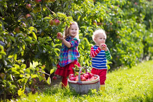 Kinderen plukken appels in groente tuin — Stockfoto