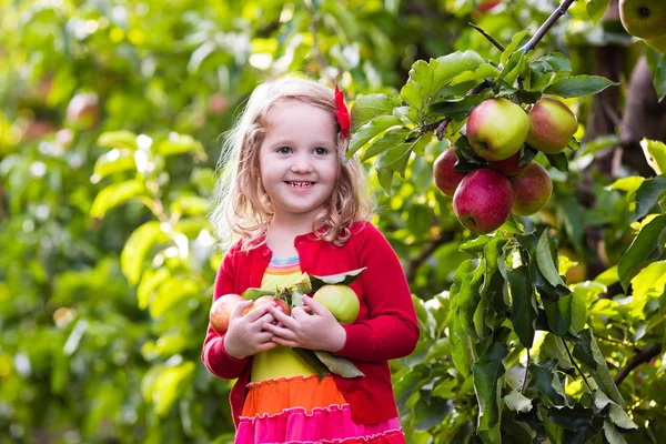 Little girl picking apples from tree in a fruit orchard — Stock Photo, Image