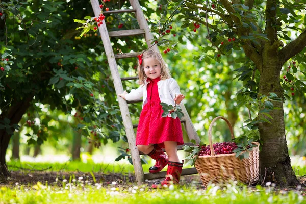 Little girl picking cherry — Stock Photo, Image