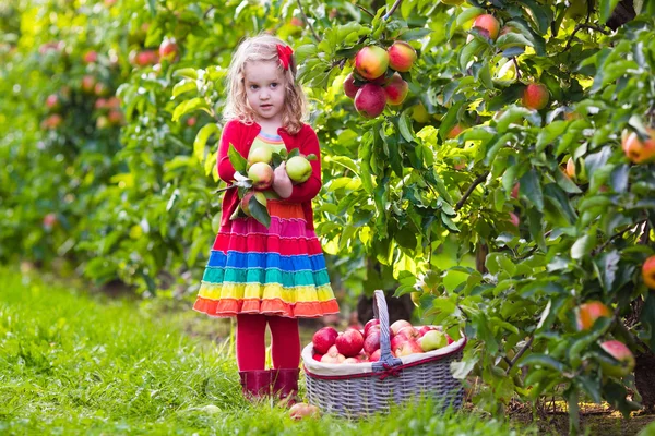 Petite fille cueillant des pommes dans un verger — Photo