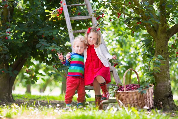 Kinder pflücken Kirschen auf einem Obstbauernhof — Stockfoto