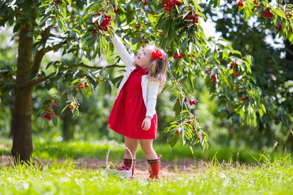 Menina colhendo cereja — Fotografia de Stock