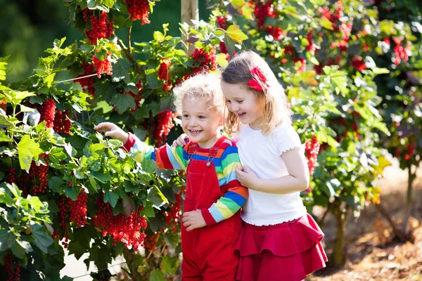 Frenk üzümü berry bahçede toplama çocuklar — Stok fotoğraf