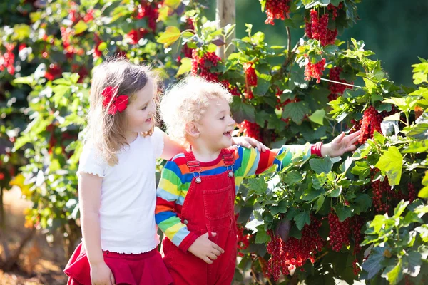 Παιδιά μαζεύοντας κόκκινα φραγκοστάφυλα μούρο στον κήπο — Φωτογραφία Αρχείου