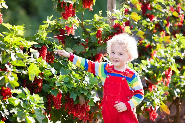 Küçük çocuk malzeme çekme Frenk üzümü berry — Stok fotoğraf