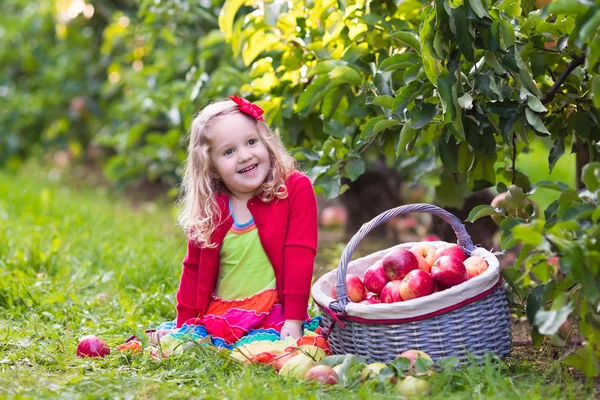 Little girl picking apples from tree in a fruit orchard — Stock Photo, Image
