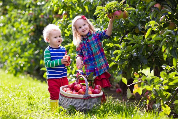 Barnen plocka äpplen i fruktträdgård — Stockfoto