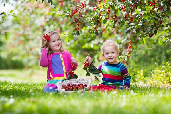 Kids picking cherry on a fruit farm — Stock Photo, Image