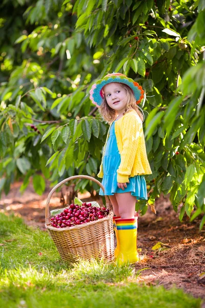 Little girl picking cherry from garden tree — Stock Photo, Image