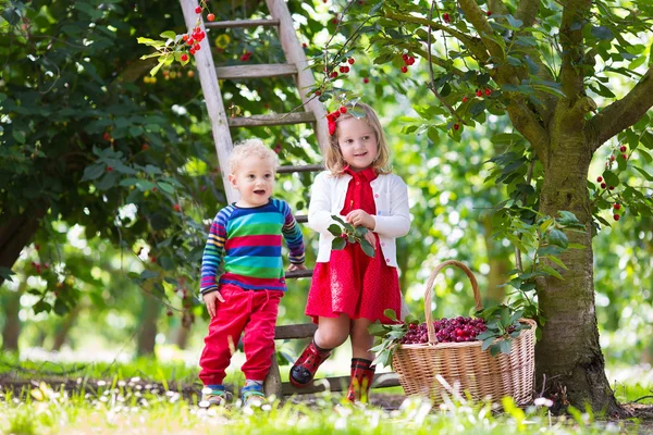 Niños recogiendo cereza en una granja de frutas —  Fotos de Stock