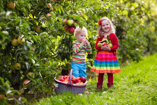 Kinderen plukken appels in groente tuin — Stockfoto