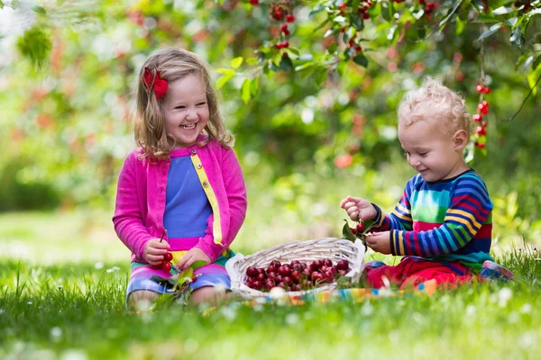 Crianças pegando cereja em uma fazenda de frutas — Fotografia de Stock